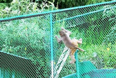 monkey safety nets in hyderabad